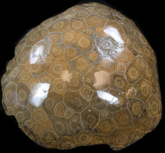 Thick Polished Fossil Coral Head - Morocco #35370